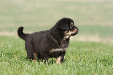 petit chiot dogue du tibet immobile de profil dans l'herbe