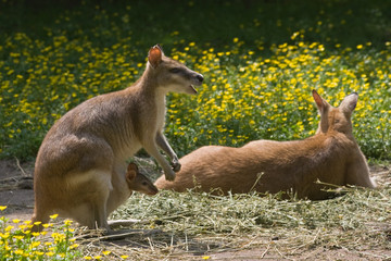 Female wallaby with joey in pouch-horizontal © Colette