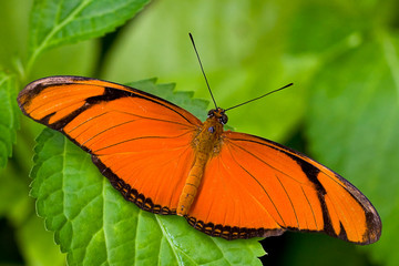 Butterfly sitting on a flower in spring