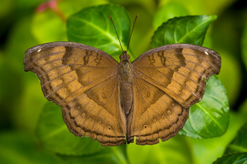 Butterfly sitting on a flower in spring