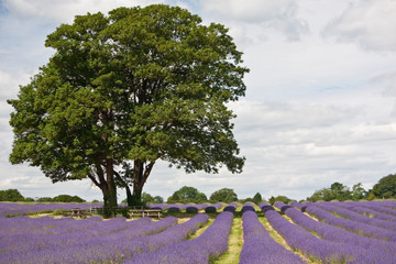 Fototapeta na wymiar Wiersze Lavender