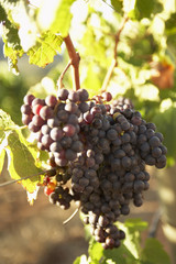 Grapes,Growing,South Africa,Vineyard
