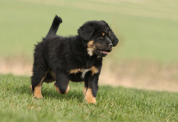 jeune dogue du tibet trottinant  dans l'herbe -allure fière
