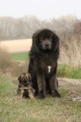 chien et chiot dogue du tibet assis au bord d'un chemin
