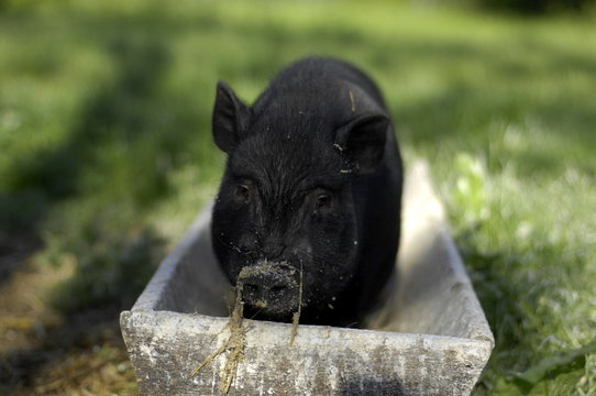 Schwein im Trog