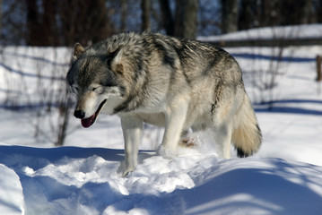 Gray Wolf