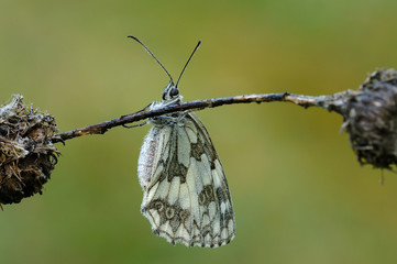 Farfalla Melanargia Galathea