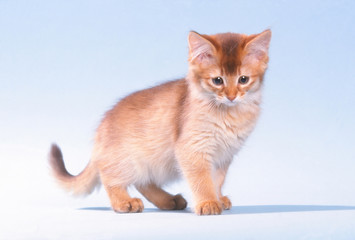 Fototapeta premium chaton de race somali de face dans un studio - détourable
