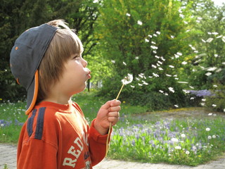 Pusteblume