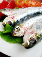 Sardinhas-Sardine-Pilchard-Fish-Sardina-Peixe-Sardinha