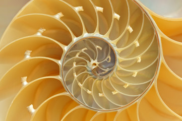 Nautilus Shell