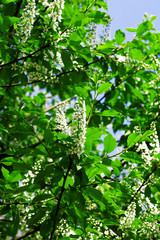 Obraz premium flowering branch of tree is in spring