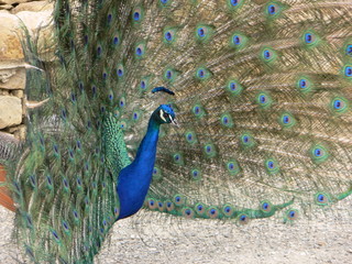 Fototapeta premium Der Pfau ist Blau