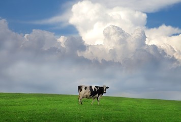 cow