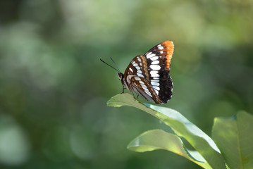 Obraz na płótnie Canvas Lorquin w Admiral Butterfly - Limenitis lorquini