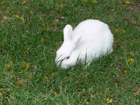 Albinohase im Gr&uuml;nen