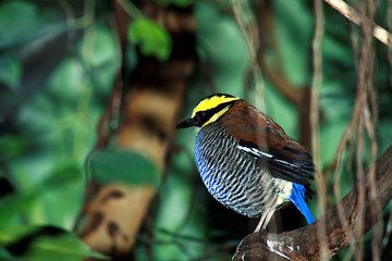 bindenpitta (pitta guajana)