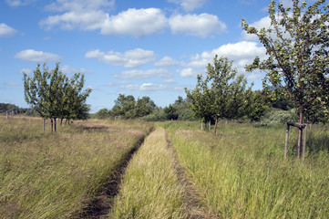 Obraz premium Weg über eine Sommerwiese