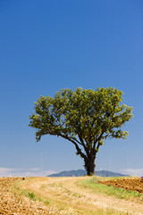 Obraz premium lonely tree, Provence, France