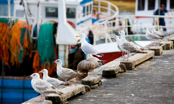 Go&eacute;lands sur le port