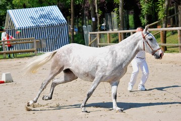 Obraz premium Lusitanian