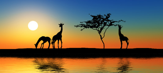 Fototapeta na wymiar Family of giraffes.