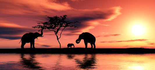 Fototapeta na wymiar Rodzina słoni.