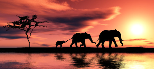 Famille d& 39 éléphants.