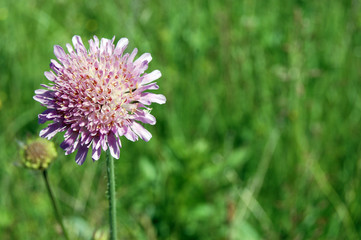 abstract violet flowers on field