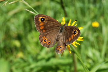 Obraz premium The beautiful butterfly against a green grass