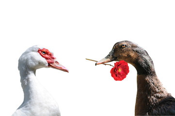 Déclaration d'amour entre deux canards.