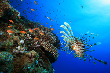 Fototapeta na wymiar Pstra i rafa koralowa