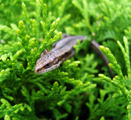 Lizard.