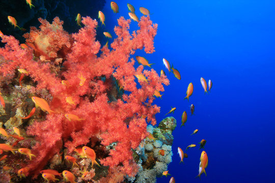 Red Soft Coral and Lyretail Anthias