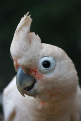 Head of Goffin Cockatoo