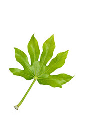 Fig Leaf