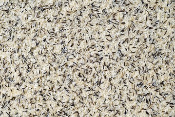Wild rice