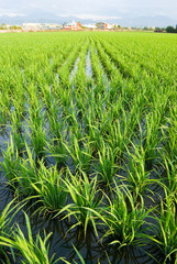 Green field, paddy rice farm in asia