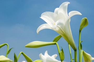 Fototapeta premium White lily