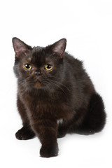 Persian cat on white background