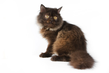 Fototapeta premium Persian kitten on white background