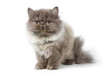 Persian kitten on white background