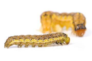 Caterpillar