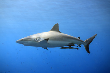 Grey Reef Shark - obrazy, fototapety, plakaty