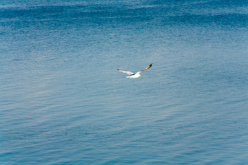 seagulls and sea