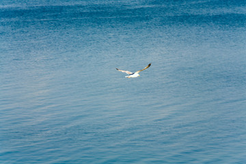 Fototapeta na wymiar seagulls and sea