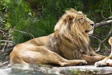 Indian lion