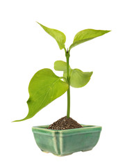 green sprout in the ceramic flower pot . (isolated)