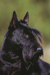 portrait d'un scottish terrier noir de trois quart dehors