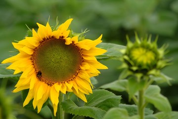 Sunflower with bumblebee, blurred sunflower bud in background.